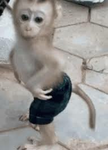 MONKEY GANG || JOIN = UR NOW A MONKEY