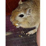 #Gerbils Forever!