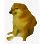 Doges society