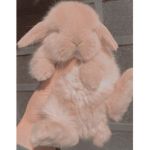 ~Kiko's Bunnies~
