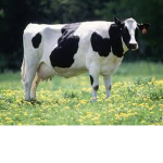 king cows kingdom