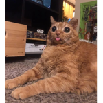 The Cat Fandom Group!!