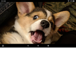 Corgi Time With Corgi People!