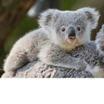 Team Koala lifetime!