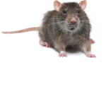 The Rat Secret Service