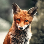 Jail fox can group!