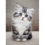 The Only Cat Club