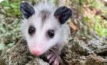 —OPOSSUM COMMUNITY—