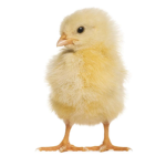 DaChicks