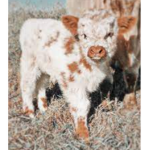 .+ Cow Cult +.