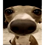 Younesplays