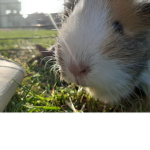 Guineapigsquad