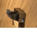 Cat group for boys only