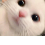 (•̀ᴗ•́)
