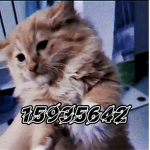 me and cat group