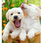~Puppy Cult~