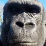 Gorilla Gangweed