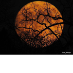 Hunter's Moon.