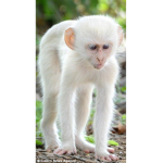 Monkey incorporations