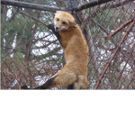 fox rescue