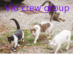 Vid crew group