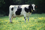 ijackcowsoff