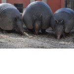 Armadillo Family