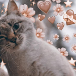 - Dawn'Paw YT -