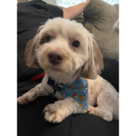 Puppies are sweet as pie!