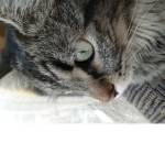 the kittycats