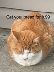 Cat clubhouse and bread