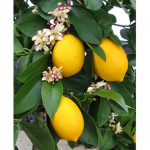 TheLovelyLemons