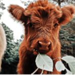 ~Cow squ@d~