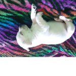 my cutedog:)