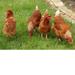 Chase Platoon