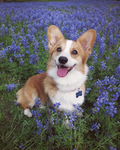 Cute_corgi