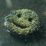 Sewage.