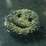 Sewage. Group Thumbnail