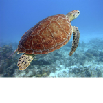 Turtle Life Turtle Clan