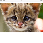 Wildcats2!