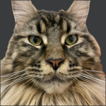 johnny da cat