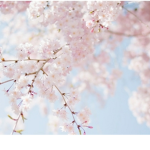 FlowerBlosoms