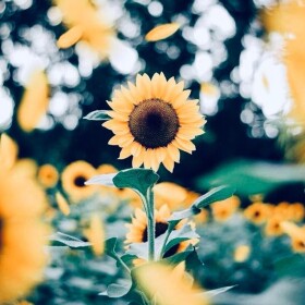 ~Sunflower Souls~ Hangout.