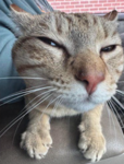 reunion of cat