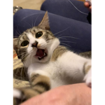 The Furious Cats