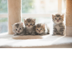 ~-*kitten group~-*