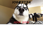 Husky squad group forever