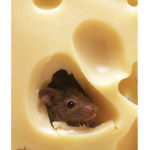 - cheesy mouses -