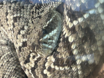 snek grouppppppp