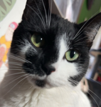 i luv cats :0